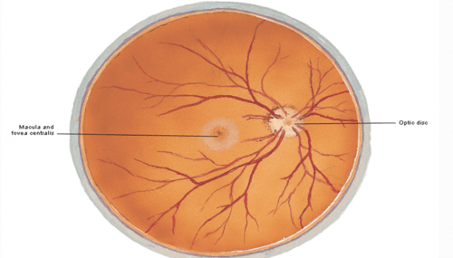 <p>What is the optic disk and why is it insensitive to light?</p>