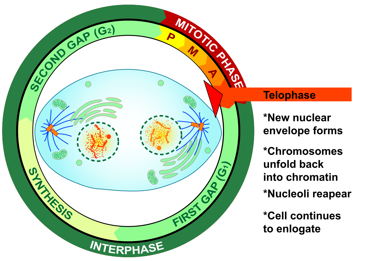 <p>Telophase</p>