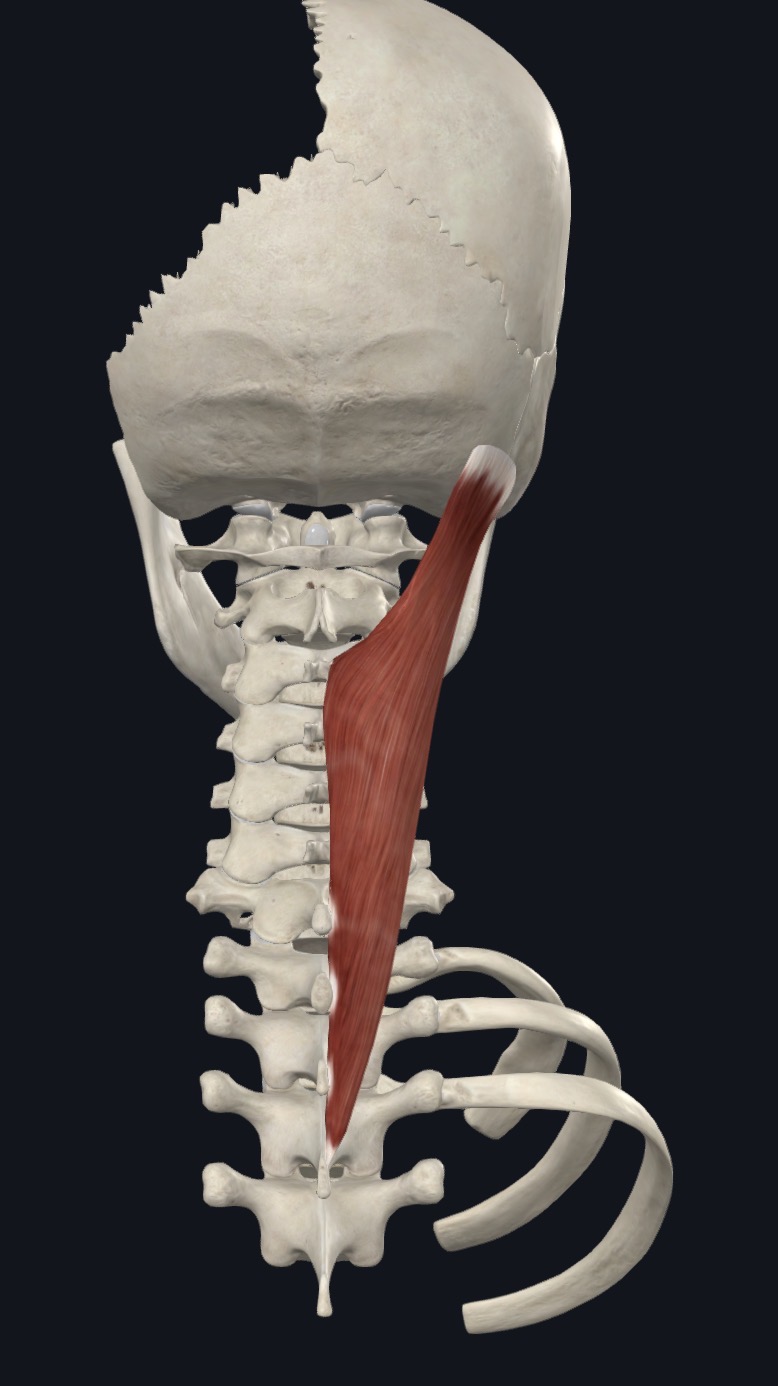 <p>Splenius <strong>Nerve</strong> Innervation</p>