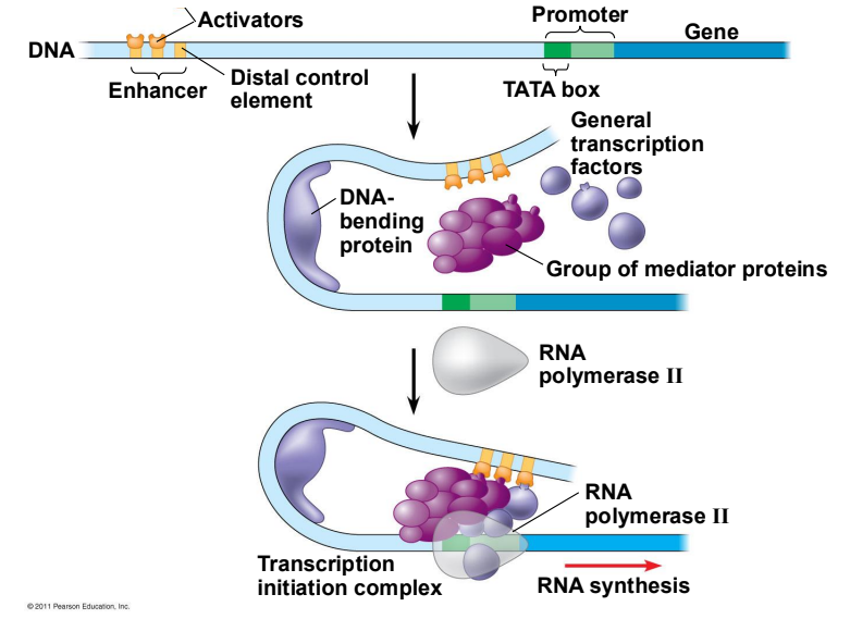 <p>The first and primary regulatory step of gene expression. It begins when RNA polymerase and accessory proteins bind to a specific DNA sequence called a promoter, allowing the enzyme to unzip the double helix and prepare to synthesize a complementary RNA strand</p><p><strong>1. Promoter Recognition</strong></p><p>Transcription starts upstream of a gene at a specific DNA region known as the promoter<span>. <strong>Prokaryotes:</strong> The main transcription enzyme, RNA polymerase, binds directly to specific consensus sequences (like the -35 and -10 regions) using a helper subunit called a sigma factor.</span></p><ul><li><p><span><strong>Eukaryotes:</strong> The process requires a more complex assembly. General transcription factors must first bind to promoter elements, such as the TATA box, to recognize the start site.</span></p></li></ul><p><span><strong>2. Formation of the Open Complex</strong></span></p><p><span>Once bound to the promoter, the enzyme must separate the two DNA strands to expose the template strand. </span></p><ul><li><p><span>The RNA polymerase causes the DNA double helix to locally unwind or "melt".</span></p></li><li><p><span>This creates a small open region called a <strong>transcription bubble</strong>.</span></p></li><li><p><span>The open complex gives RNA polymerase direct access to read the single-stranded DNA template. </span></p></li></ul><p><span><strong>3. Initial RNA Synthesis</strong></span></p><p><span>Once the transcription bubble is formed, the enzyme begins to build a complementary RNA chain. </span></p><ul><li><p><span>RNA polymerase synthesizes RNA in the \(5'\) to \(3'\) direction.</span></p></li><li><p><span>It matches free-floating RNA nucleotides to the complementary DNA strand (e.g., matching Adenine with Uracil, and Cytosine with Guanine).</span></p></li></ul><p><span><strong>4. Promoter Clearance</strong></span></p><p><span>During the initial stages of synthesis, the RNA polymerase may release the short RNA transcript and attempt the process again—a phase known as abortive initiation. Once the RNA chain reaches a sufficient length (usually around 10-12 nucleotides), the polymerase successfully breaks its initial contacts with the promoter and clears the starting region. This marks the end of initiation and the start of <strong>elongation</strong></span></p>