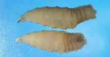 <p>what is it</p>