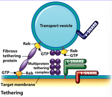 <p>1) Movement of Vesicles Towards the Target Compartment For Fusion is Mediated by Microtubules</p><p>2) Vesicles are Often Tethered Once they Reach the Target Compartment by Extended Fibrous Proteins</p><p>3) At Some Point During Fusion the Membranes Come Close to Each Other</p><p>4) When Artificial Liposomes Containing v- or t-SNAREs are Mixed, the 2 Types of Vesicles Fuse Together, but Not Vesicles of the Same Kind</p>