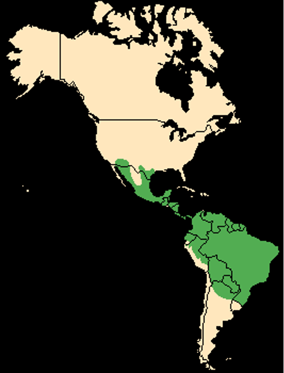 <p>Collared peccary</p><p>rootsm fruits, tubers, plants, carrion</p><p>predators: cotorem puma jaguar bobcat</p><p>bushy desert rocky canyons</p>