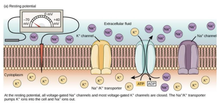 <ul><li><p>Negative compared to outside the neuron</p></li><li><p>Negative inside due to:</p><ul><li><p>anions are concentrated inside the cell</p></li><li><p>Na/K pump moves out more cations than it brings in</p></li><li><p>Potassium leak channels allow K<sup>+</sup> to leave the neuron</p></li><li><p>Negatively charged proteins inside the cell</p></li></ul></li></ul><p></p>