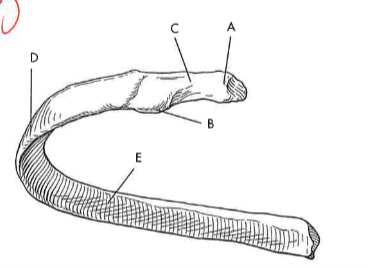<p>A</p>