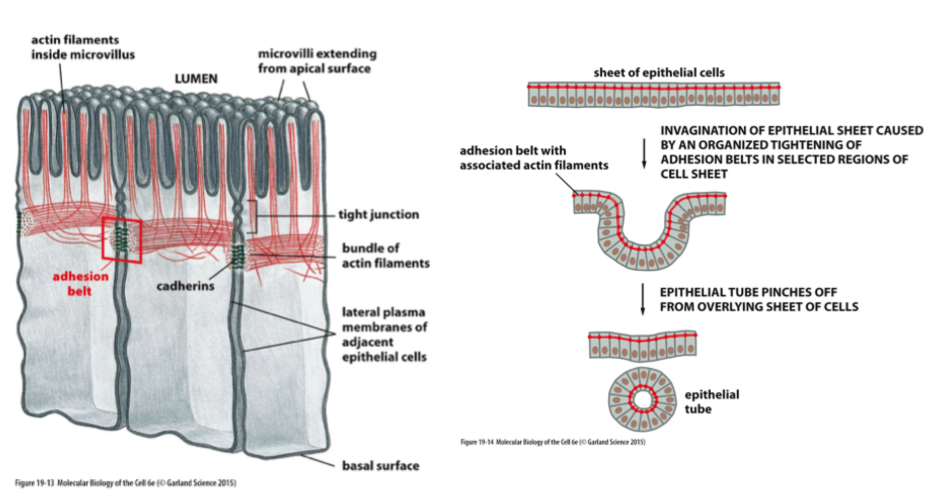 <p>At <strong>aktin og adherens junctions</strong> kan trække udvalgte områder af epitelet sammen, så vævet <strong>invaginerer</strong> og danner et rør.</p>
