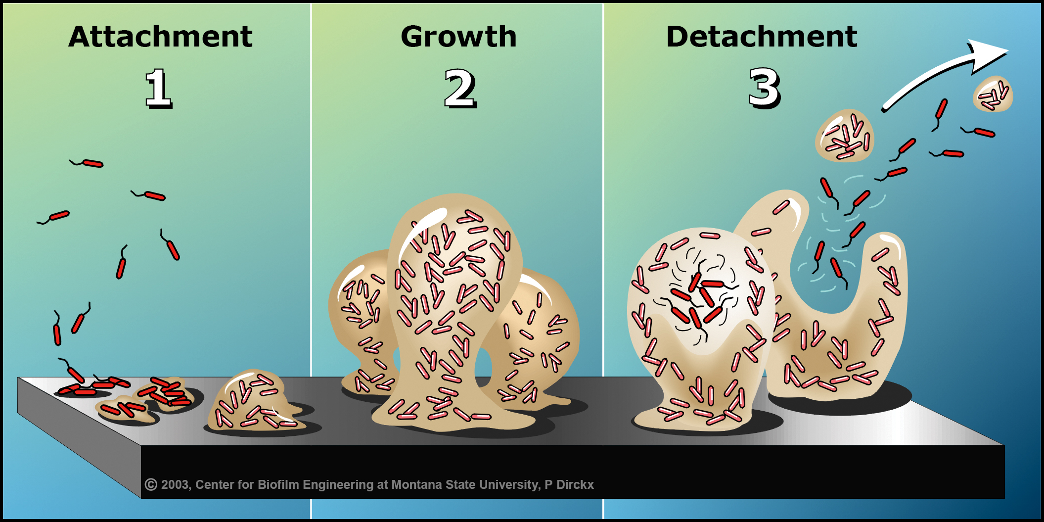 <p>Bacteria Biofilm</p>