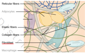 <p>Mostly fibers; some ground substance</p><p>• Fibers:</p><p>o Collagen</p><p>o Reticular</p><p>o Elastic</p>