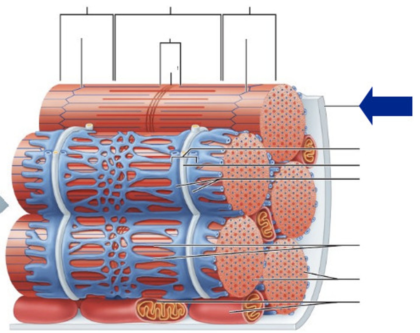 <p>The plasma membrane of muscle cells.</p>