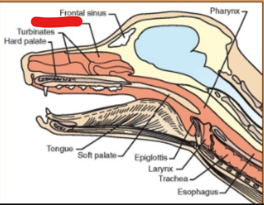 <p>what is it (Respiratory System)</p>