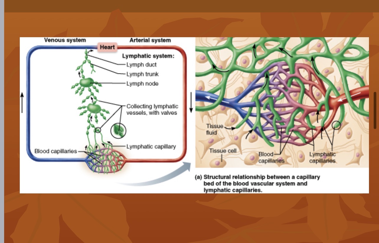 <p>Lymphatic capillaries merge to form larger lymphatic vessels.</p>