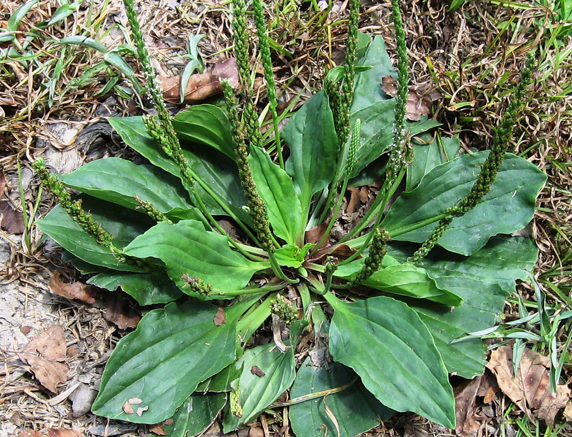 <p>A plant featuring a basal rosette of broad, oval leaves with distinct parallel veining and tall, thin, greenish flower spikes.</p>