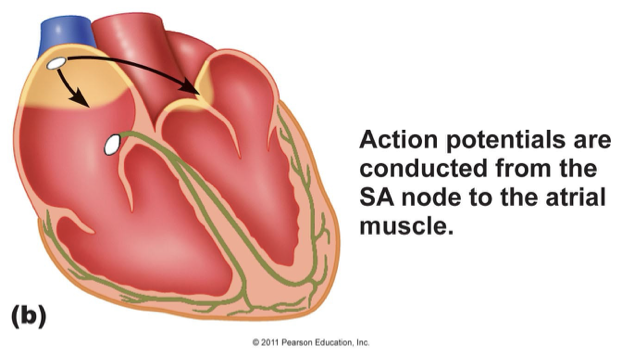<p>action potentials are conducted from the SA node to the atrial muscle</p>