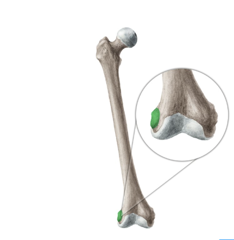 <p>Epicondyle</p>