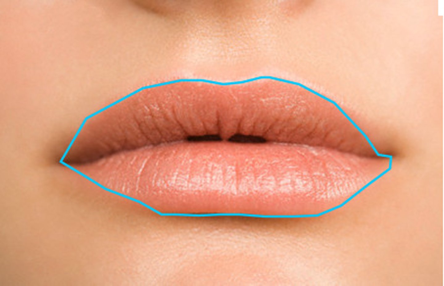 <p>red part of the lips ; covered with a specialized stratified squamous epithelium, which is in continuity with the oral mucosa of the gingivolabial groove</p>