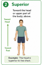 <p>Toward the head or above another body part.<br>Example: The chest is superior to the stomach.</p>