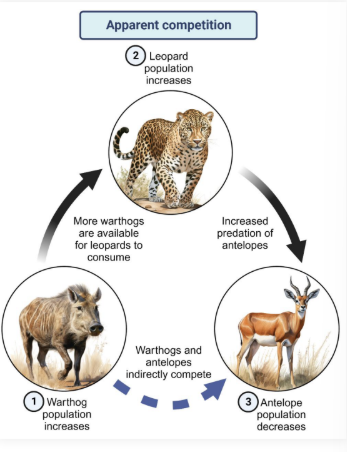 <p><strong>Apparent competition</strong>: Indirect competition that occurs between two species of prey that share a common predator</p><ul><li><p>Ex: Increased warthog population allows for increased leopard population, which increases antelope predation</p></li></ul><p></p>
