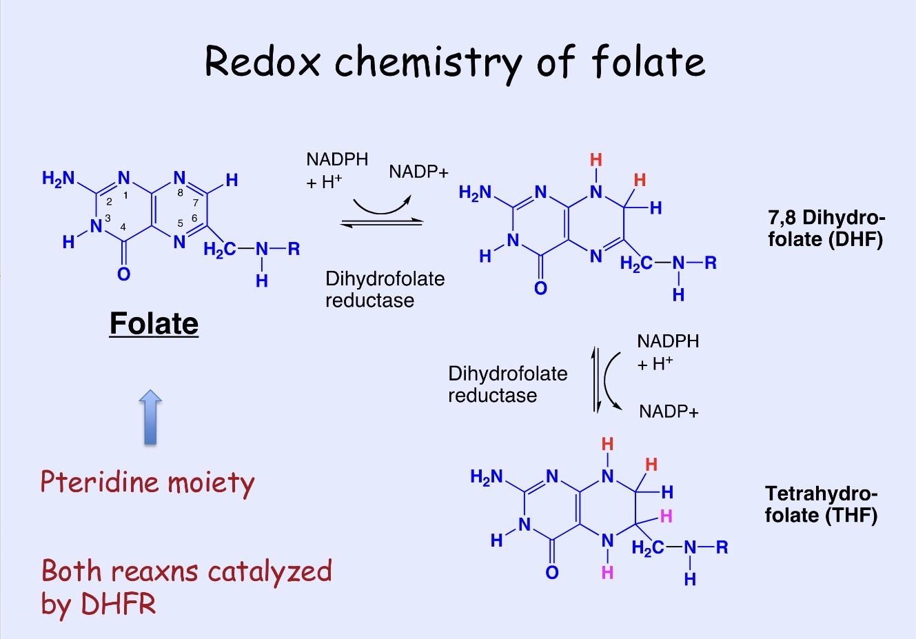 <p>DHFR regenerates reduced folate cofactors needed for one-carbon transfer reactions that support DNA synthesis</p>