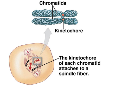 <p>What events occur in Late Prophase? (prometaphase)</p>