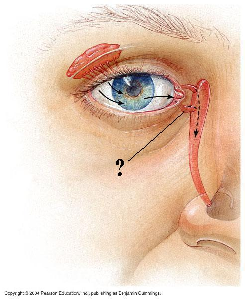 <p>Identify the indicated structure</p>