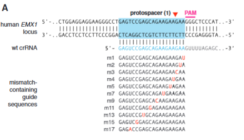 <p>explain fig 3A Cong</p>