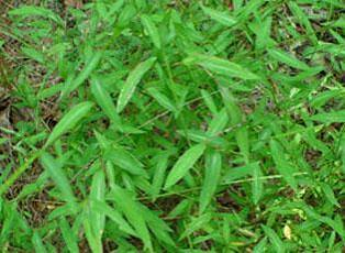 <p>Warm (Invasive) - Delicate annual with a pale, silvery stripe along the leaf midrib. Highly invasive in shaded forests, floodplains, trails, and disturbed areas.</p>