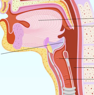 <p>cartilage that covers the entrance of the larynx (purple)</p>