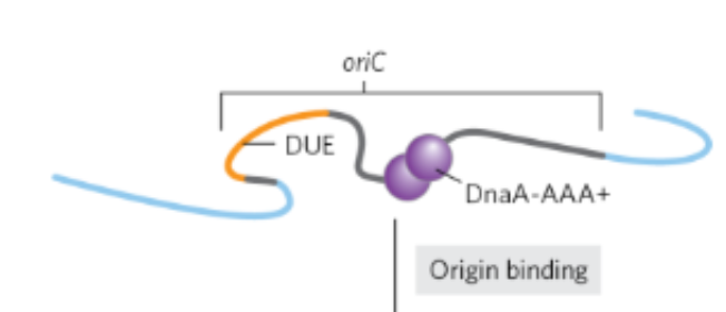 <p>In the first step of E.Coli DNA replication initiation what happens </p>