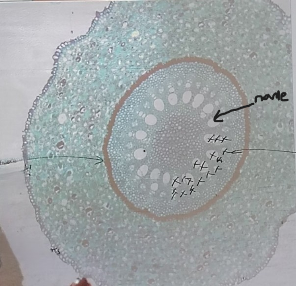 <ol><li><p>Name what the arrow is pointing at (<span>big holes)</span></p></li></ol><p></p>