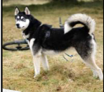 <p>Tail is over rear, bending over body</p>