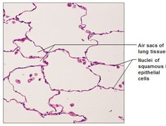 <p>one layer of flat cells</p>