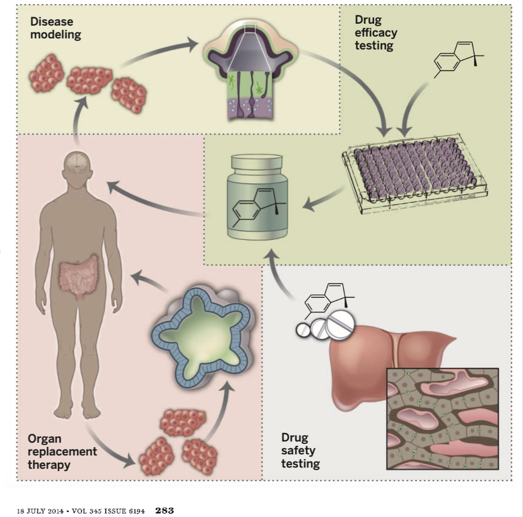 <p>applications for the use of organoids</p>