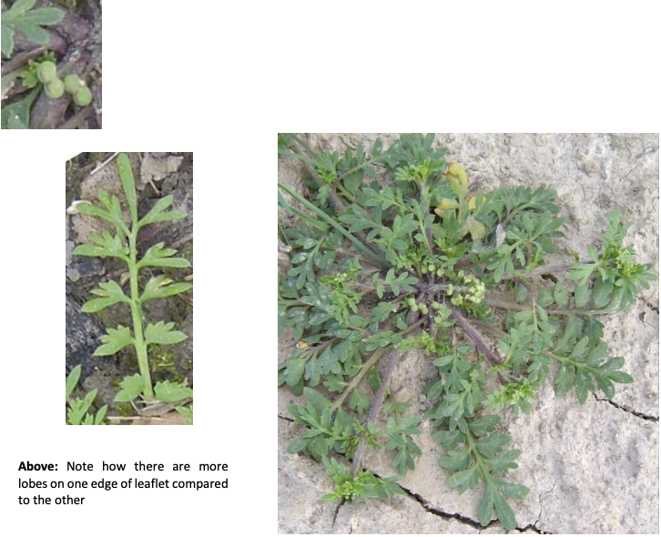 <p><strong>Plant family:</strong> Brassicaceae<br><strong>Life cycle:</strong> Annual<br><strong>Key persistence / spread:</strong> Seed<br><strong>Farming systems:</strong> New pastures, arable paddocks</p><p><strong> How to identify</strong></p><p>It is a small, low‑growing brassica weed that establishes rapidly on bare or disturbed ground, particularly during pasture renewal.</p><p>It begins as a basal rosette with irregularly lobed leaves, often with unequal lobes on opposite sides of the leaf. Leaves are soft but produce a strong mustard‑like smell when crushed, confirming identification as a brassica.</p><p>The defining identification feature appears at seed set: the plant produces paired seed pods (“twins”) rather than single pods. These twin pods sit closely together on short stalks and are unique among common pasture weeds.</p><p>The plant remains relatively short but sets seed readily, allowing it to persist across seasons if not controlled before flowering.</p>