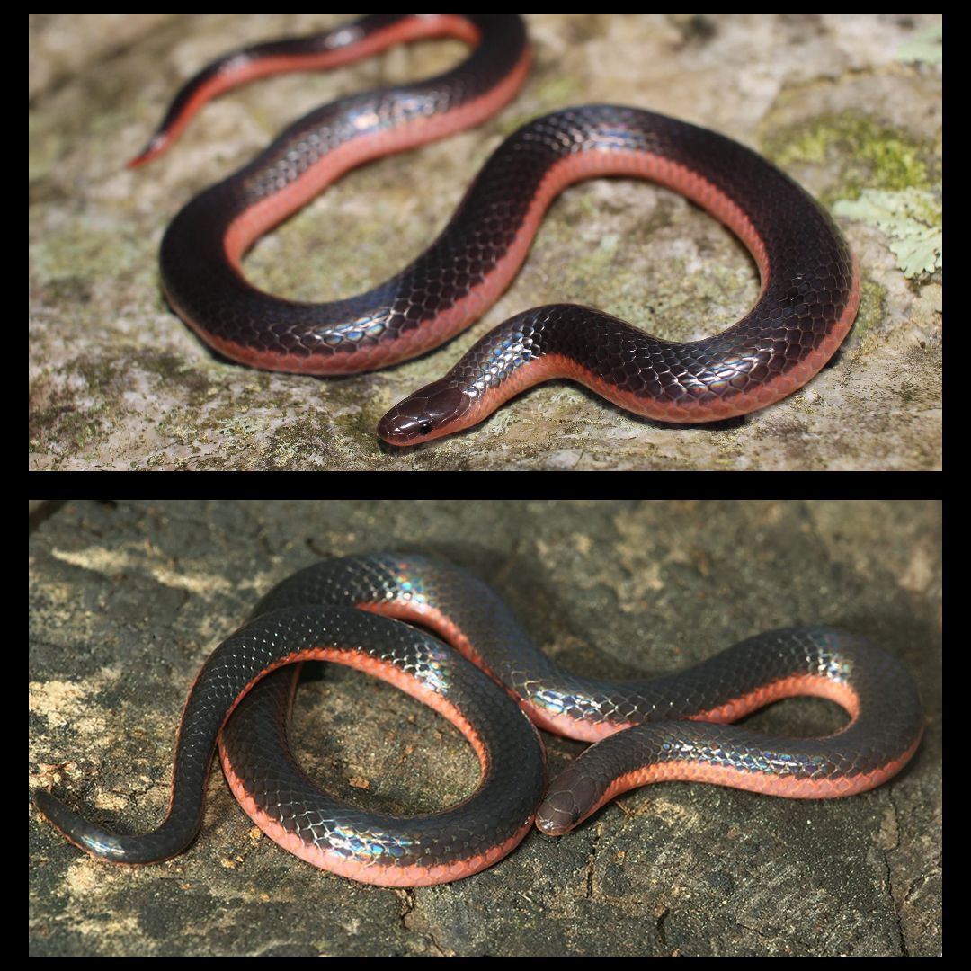 <p>Western Worm Snake</p>