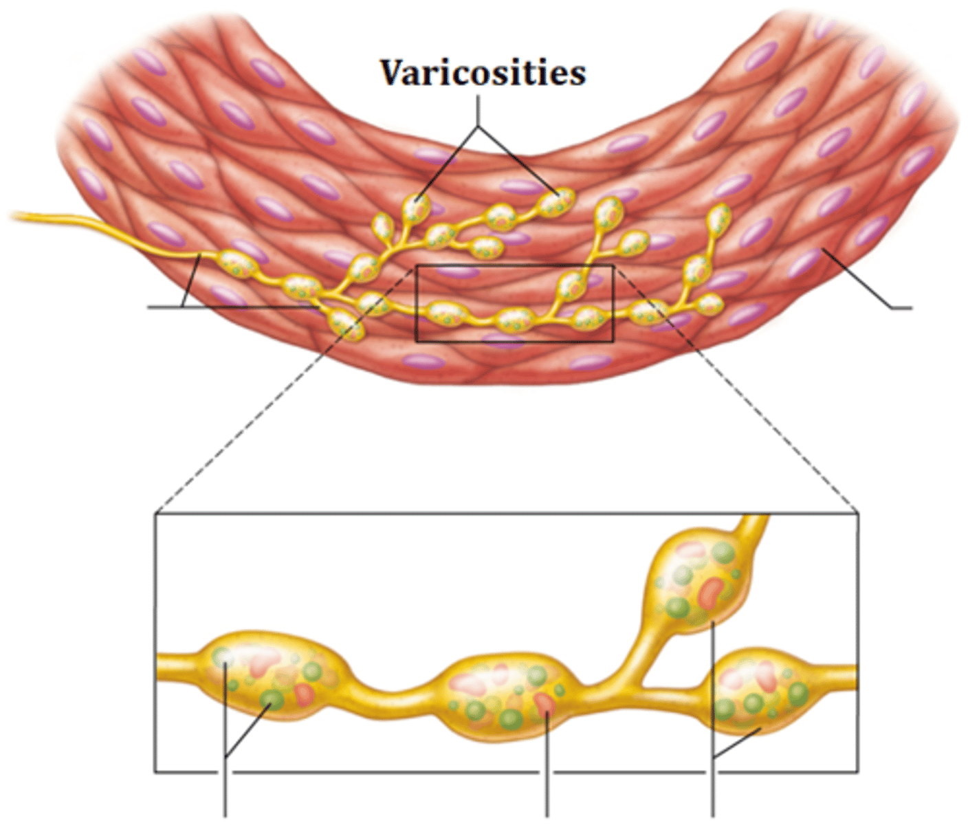 <p>varicosities</p>