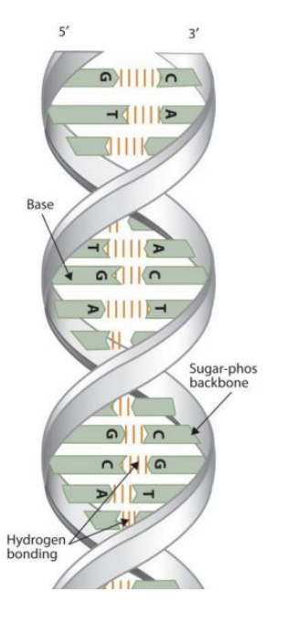 <p>Two nucleic acid chains, they run antiparallel to each other.</p><p>The base of each chain pairs with the other pair’s bases </p>