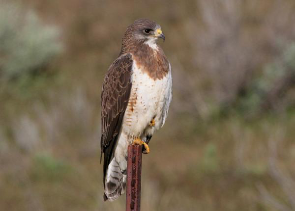 <p>large, slender.</p><p>Dark Brown bib chest band. Pale belly, white throat patch.</p><p>Long pointed wings held in shallow v shape while soaring.</p><p>Found in prairies and ag regions in warmer months, rare in winter in US. varies in color.</p><p>Length: 18-22 in. Wingspan 46-54 in.</p>