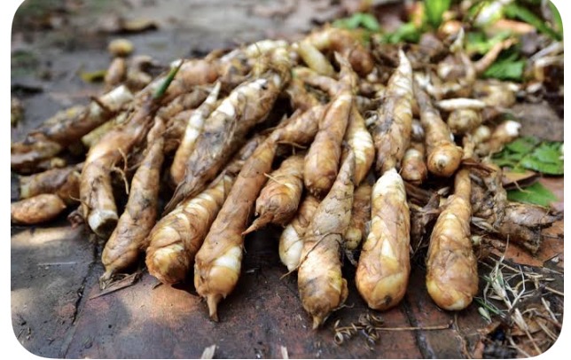 <p>Arrow root</p>