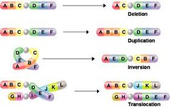 <p>An alteration in DNA structure or sequence of a gene; heritable changes in genetic information.</p>