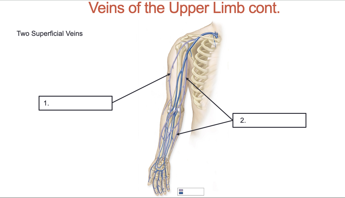 <p>Label these veins that drain the upper limb and shoulder: </p>