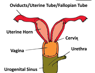 <p>Duplex uterus with two horns and cervices, and urogenital sinus— urethra and vagina combine</p>