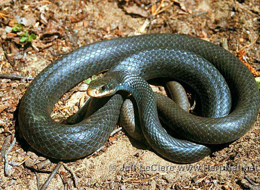 <p>Common Name</p>