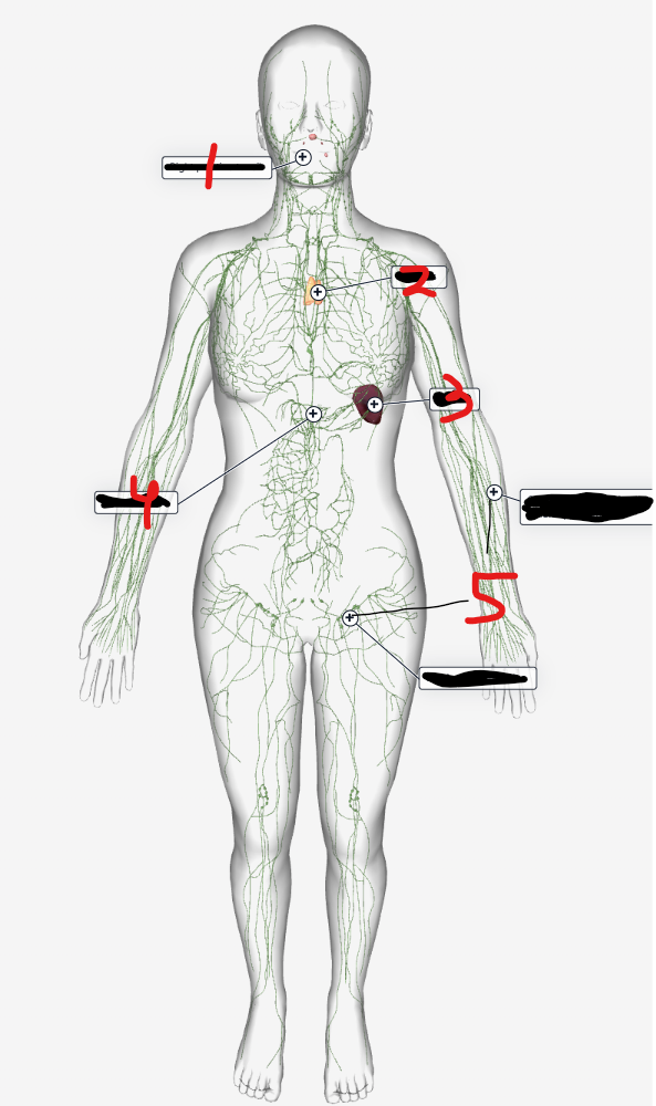 <p>What organ is #3?</p>