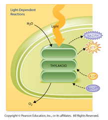 <p>set of reactions in photosynthesis that use energy from light to produce ATP and NADPH and Oxygen as a byproduct</p>