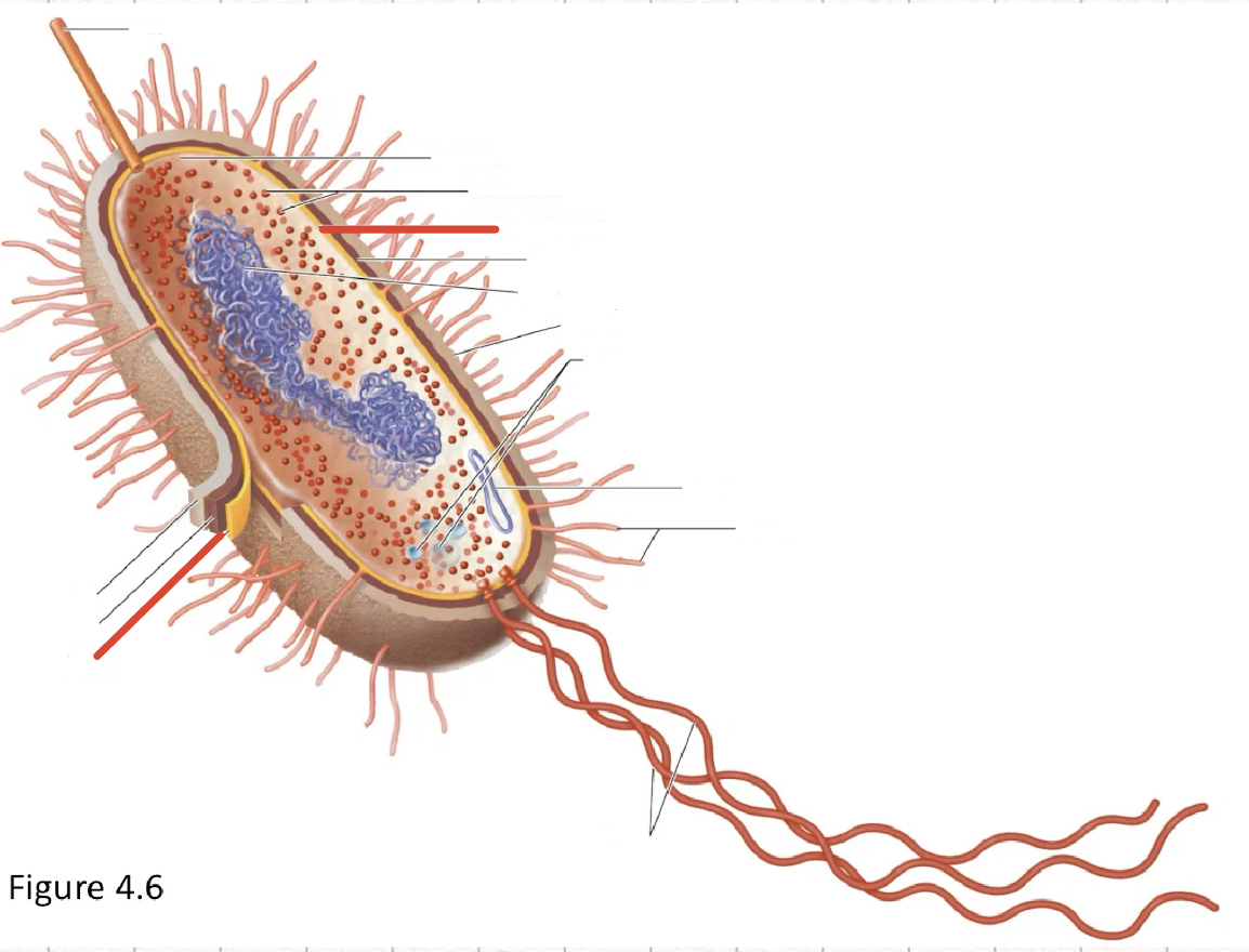 <p>plasma membrane</p>