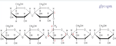 <p>stored in liver + muscle, glucose decrease, breaks w/ hydrolysis to become glucose</p>