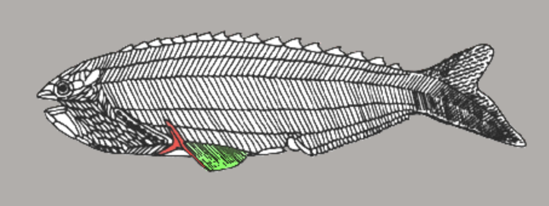 <p>downward bent tail</p><p>paired appendages</p>