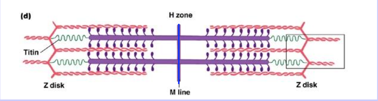 <p>Mid-line of the sarcomere</p>