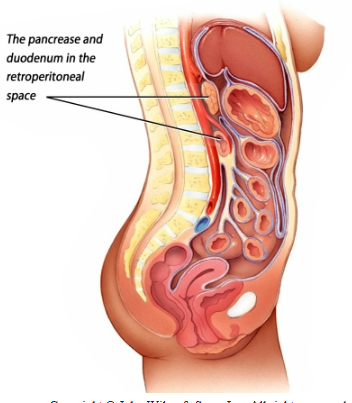 <p>Anatomy Overview</p>