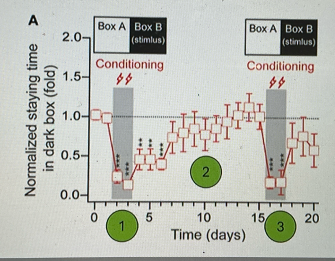 <ul><li><p>after extinction, the CR can return to full stregth following a single UCS-CS repairing </p><ul><li><p>CR never fully removed</p></li></ul></li></ul><p></p>
